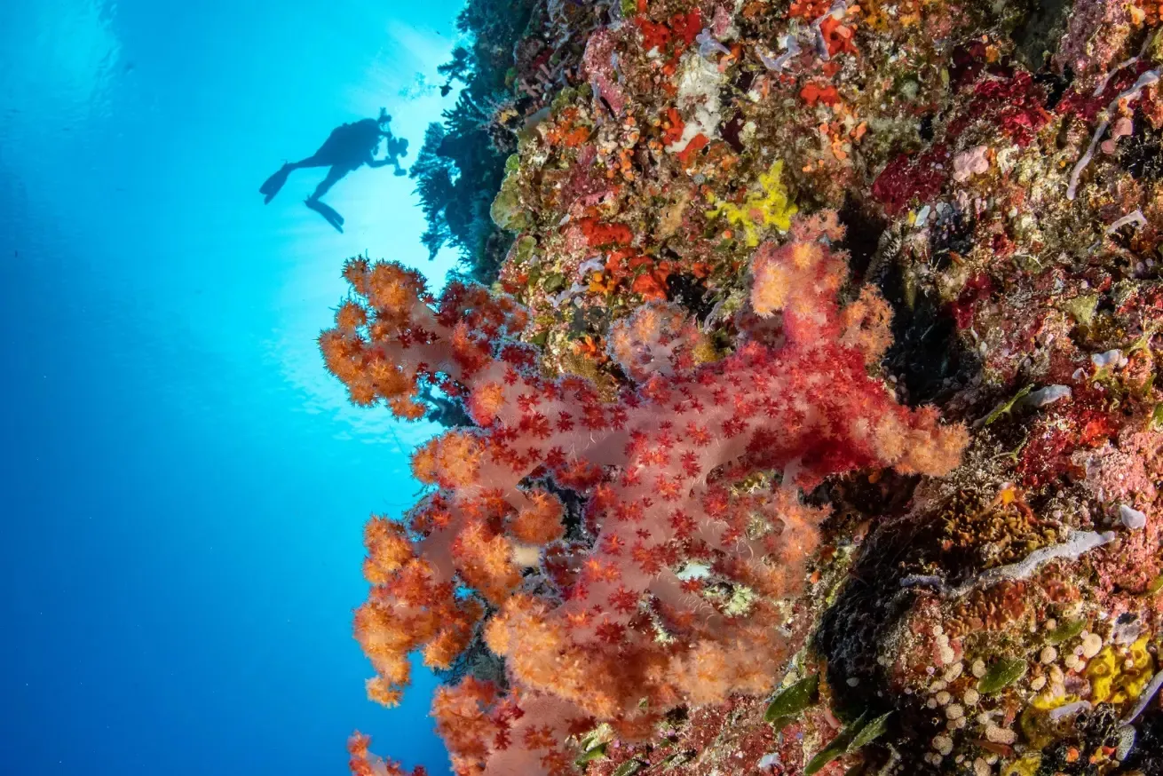 Palau Liveaboard Diving: Blue Holes, WWII Wrecks and Sharks